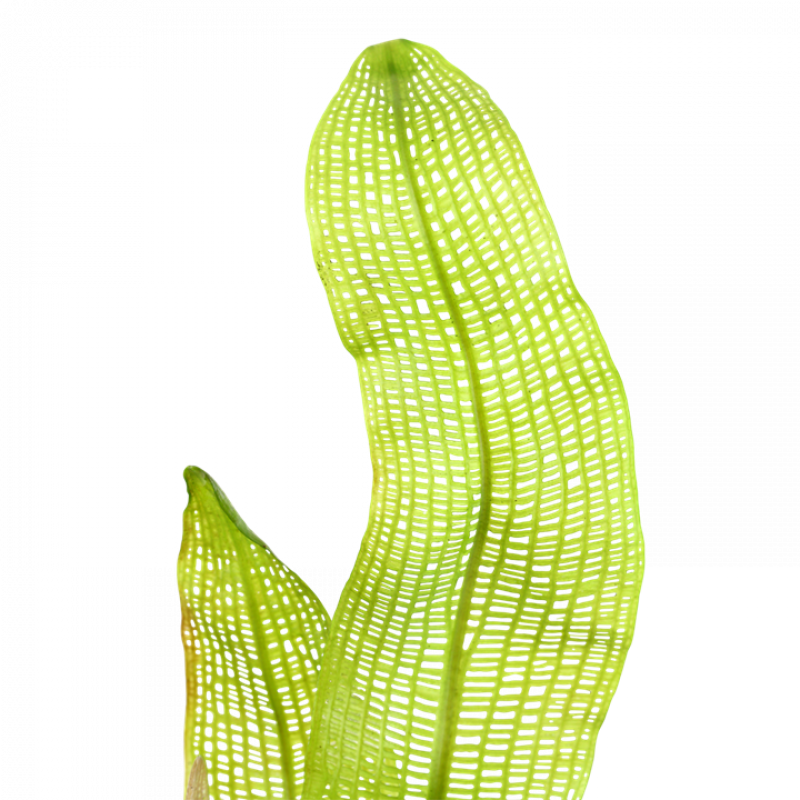 Gitterpflanze - Aponogeton madagascariensis - Knolle