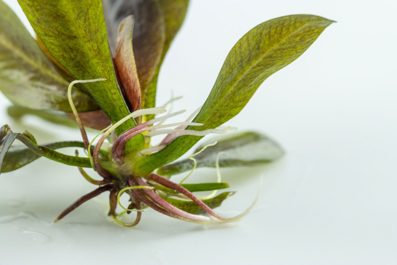 Echinodorus 'Reni' - Tropica 1-​2-​Grow!