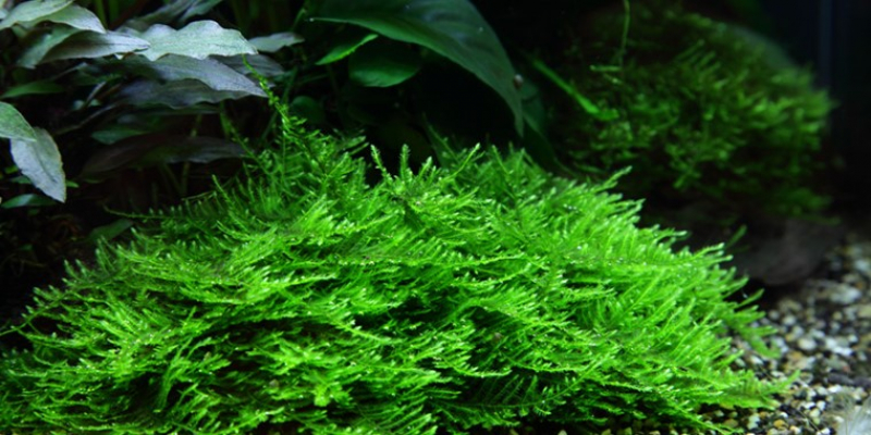 Tropica 1 2 Grow In Vitro Pflanzen