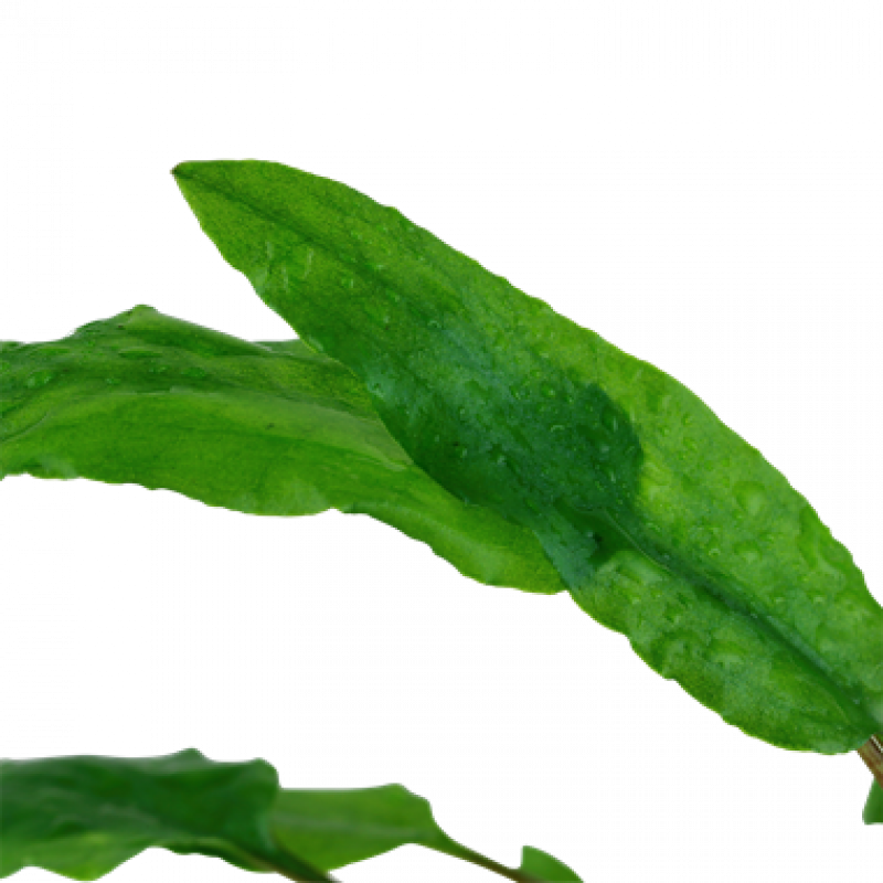Cryptocoryne wendtii "Green", grüner Wasserkelch - Tropica 1-2-Grow!