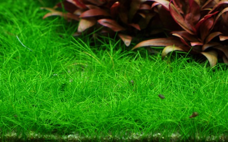 Eleocharis pusilla - Mini Nadelsimse - Tropica 1-2-Grow!