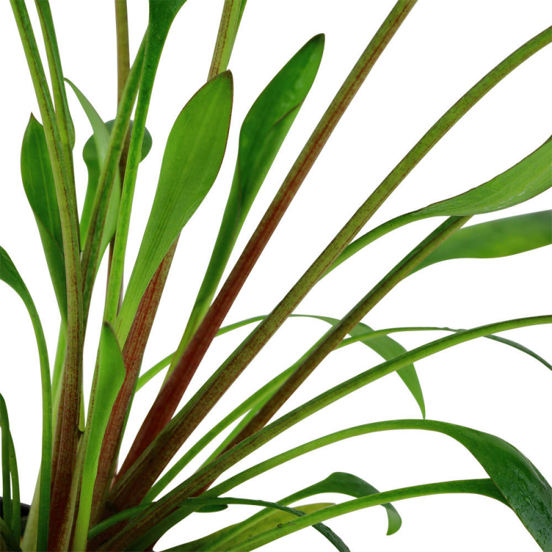 Willis Wasserkelch - Cryptocoryne x willisii,  von oben.