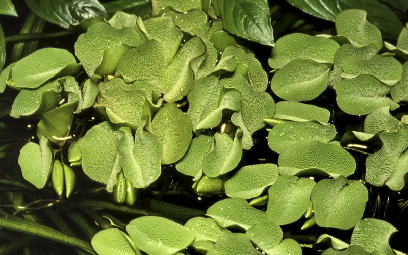 Salvinia auriculata - Kleinohriger Schwimmfarn - Tropica 1-2-Grow!