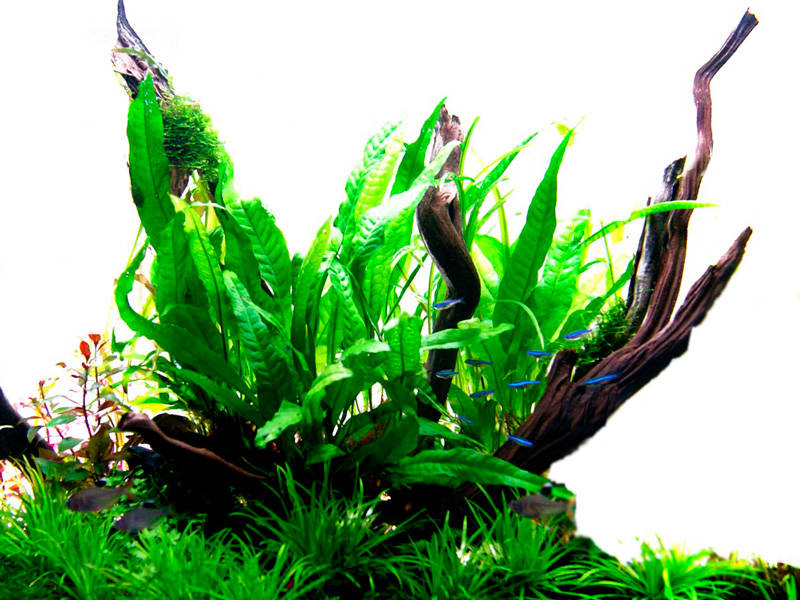 Schmalblättriger Javafarn - Microsorum pteropus 'Narrow', ohne Verpackung.