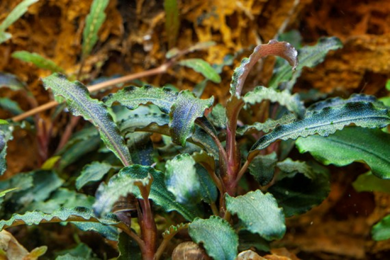 Bucephalandra 'Kedagang' - Tropica 1-2-Grow!