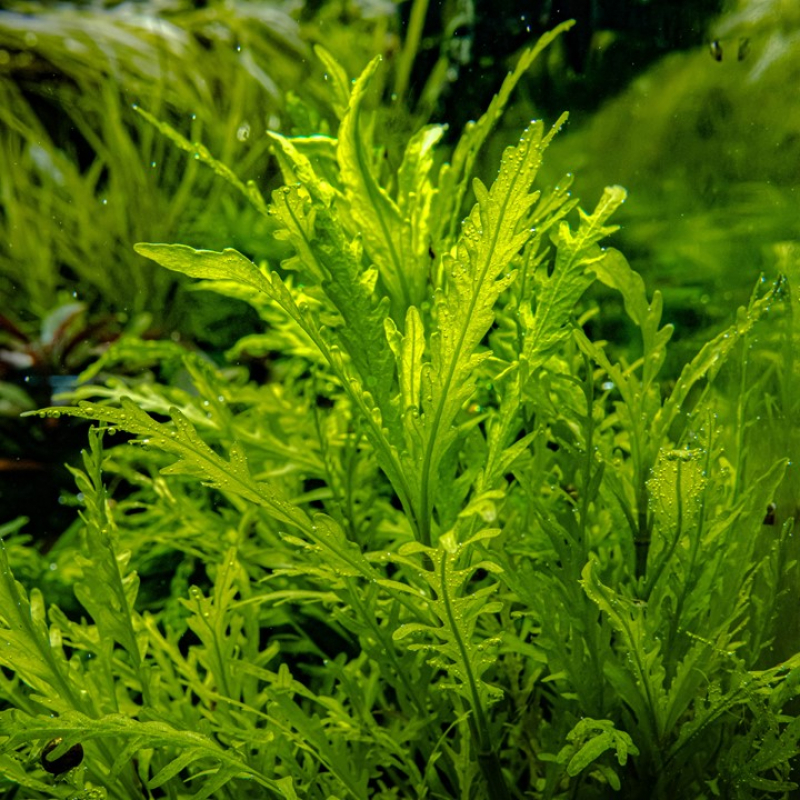 Hygrophila odora - Tropica 1-​2-Grow!