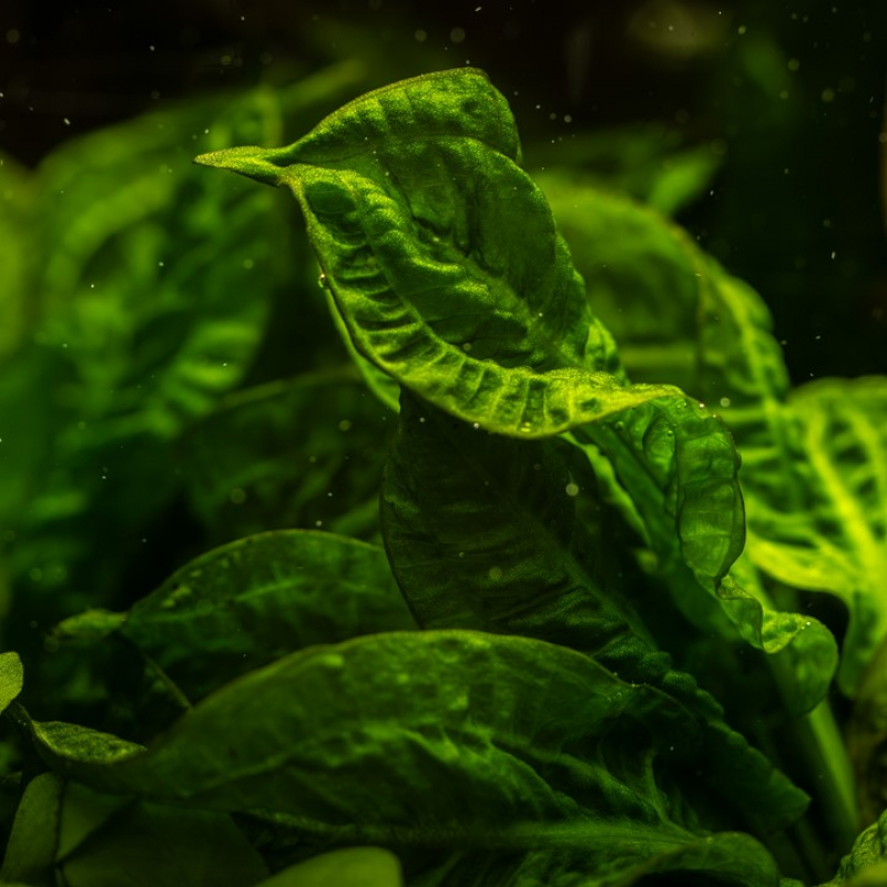 Echinodorus grisebachii - Tropica 1-​2-​Grow!