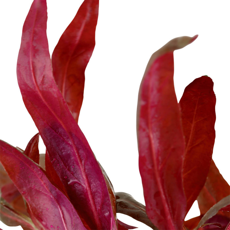 Alternanthera reineckii 'Pink' - Rosa Papageienblatt
