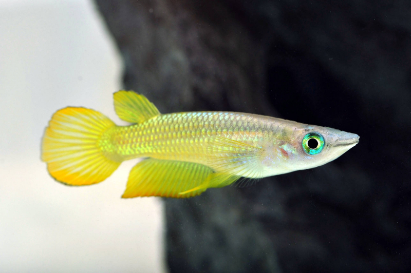 Goldener Streifenhechtling – Aplocheilus lineatus gold – farbenprächtiger Killifisch