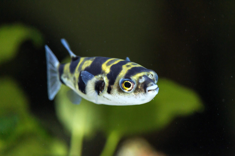 Assel-Kugelfisch – Colomesus asellus
