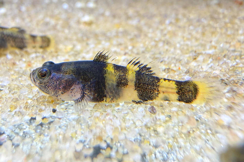 Hummel-Schläfergrundel (Brachygobius sabanus) im Aquarium