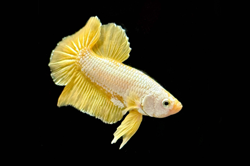 Kampffisch Yellow Dragon