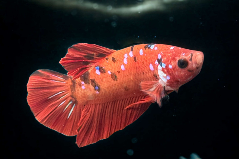 Kampffisch Männchen - Betta splendens