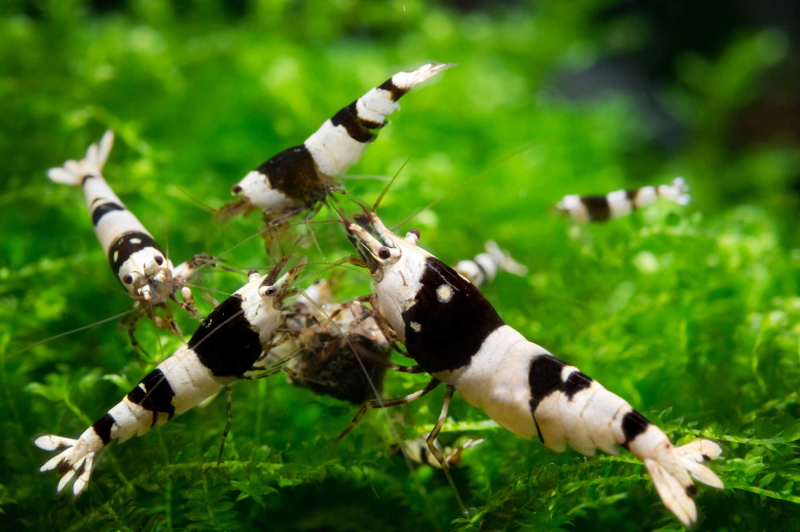 Black Bee Garnele Nachzuchten für Leitungswasser