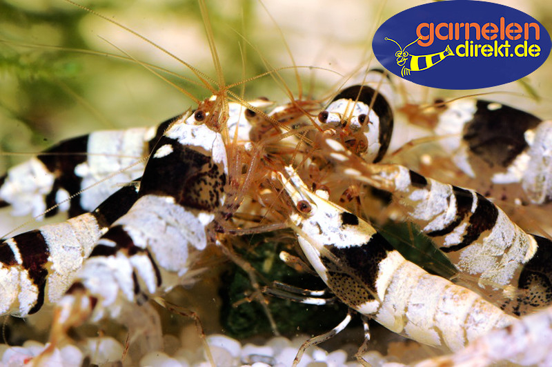 10 Red Bee + 10 Black Bee Mix - Caridina logemanni