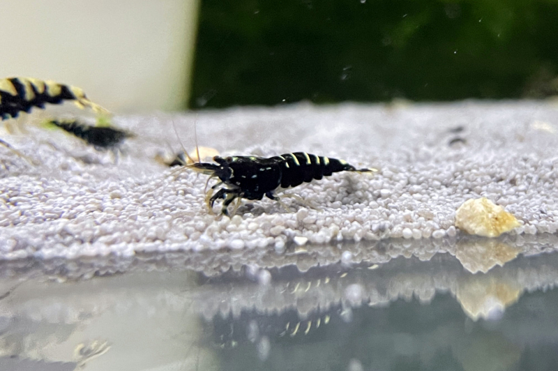 Black Galaxy Garnele – Taiwan Bee Caridina sp.