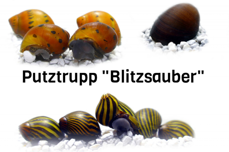 Putztrupp „Blitzsauber“ – Schnecken-Mix im Set zum Sonderpreis