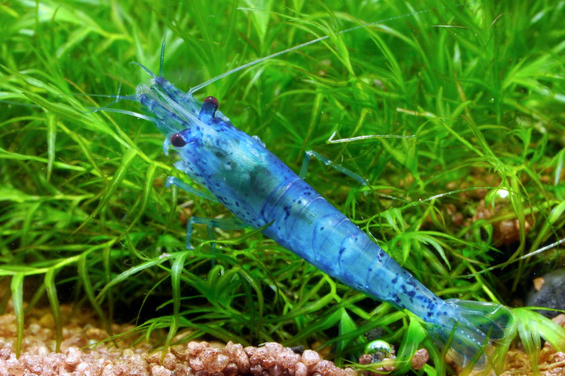 Blue Jelly Garnele (Neocaridina davidi) im Aquarium