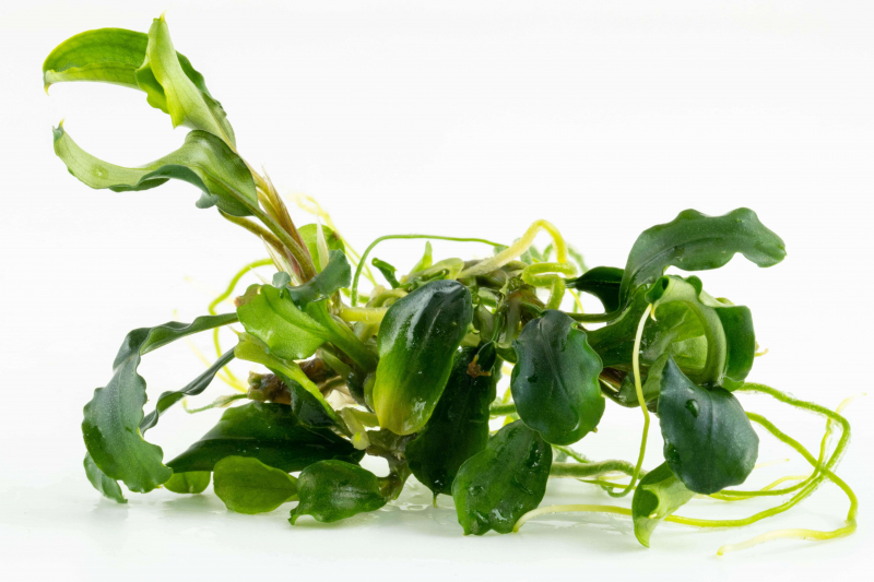 Bucephalandra pygmaea 'Bukit Kelam' von Tropica im Aquarium