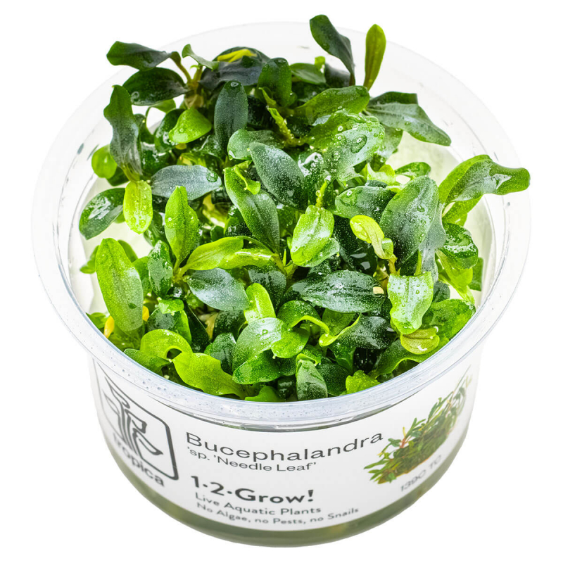 Bucephalandra sp. 'Needle Leaf' von Tropcia im Aquarium