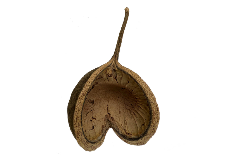 Preview: Kleine Buddhanuss fürs Aquarium als Versteck