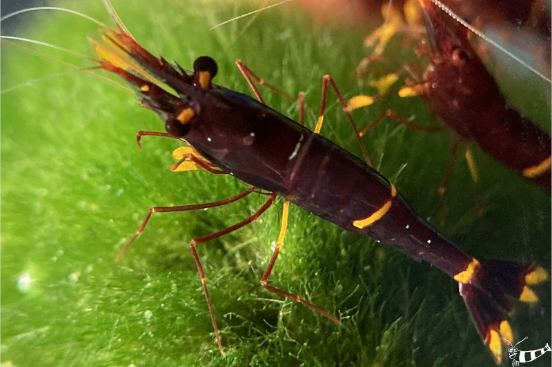 Goldfleckgarnele - Caridina spinata