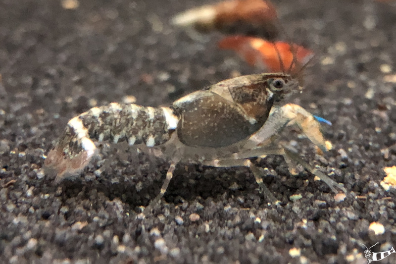 Blauer Tigerkrebs – Cherax alyciae Blue Kong -  Ehem. Cherax peknyi Blue Kong