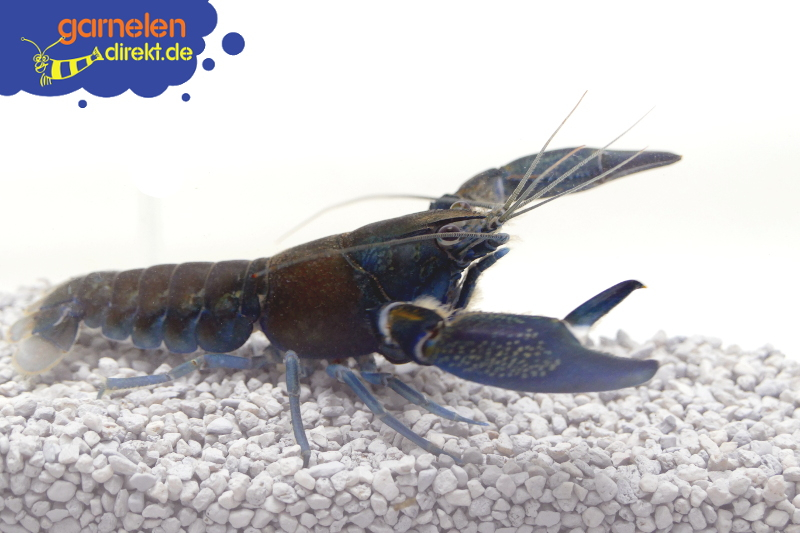 Blauer Papua-Flusskrebs - Cherax communis