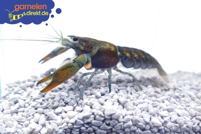 Blauer Papua-Flusskrebs - Cherax communis