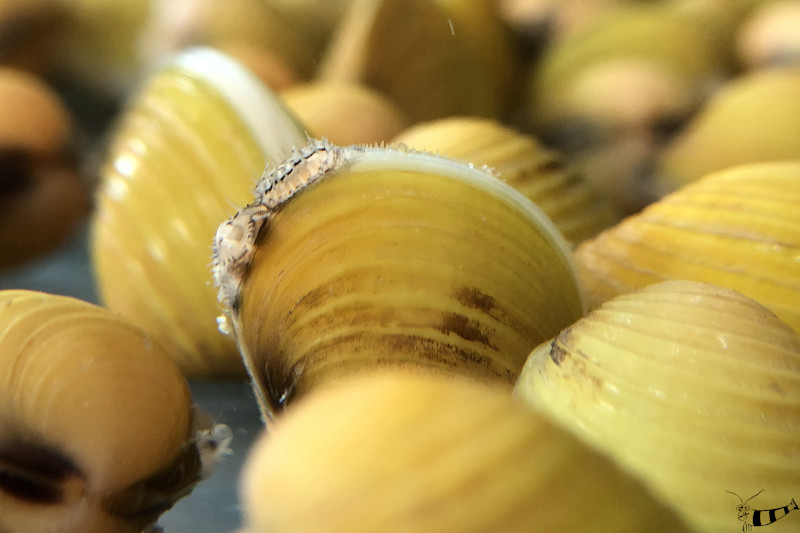 Goldene Körbchenmuschel - Corbicula javanicus