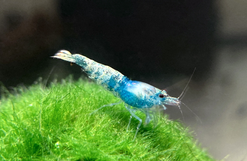 Bild Crazy Blue Garnele
