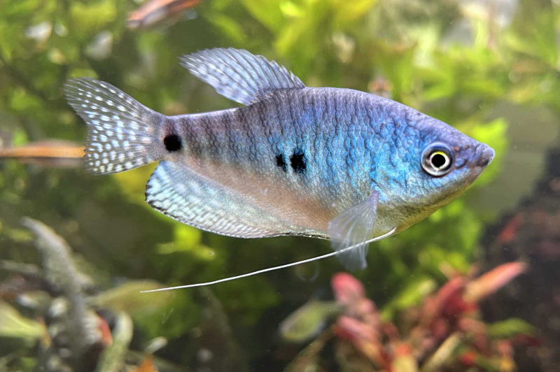 Blauer Fadenfisch günstig online kaufen » Trichogaster trichopterus
