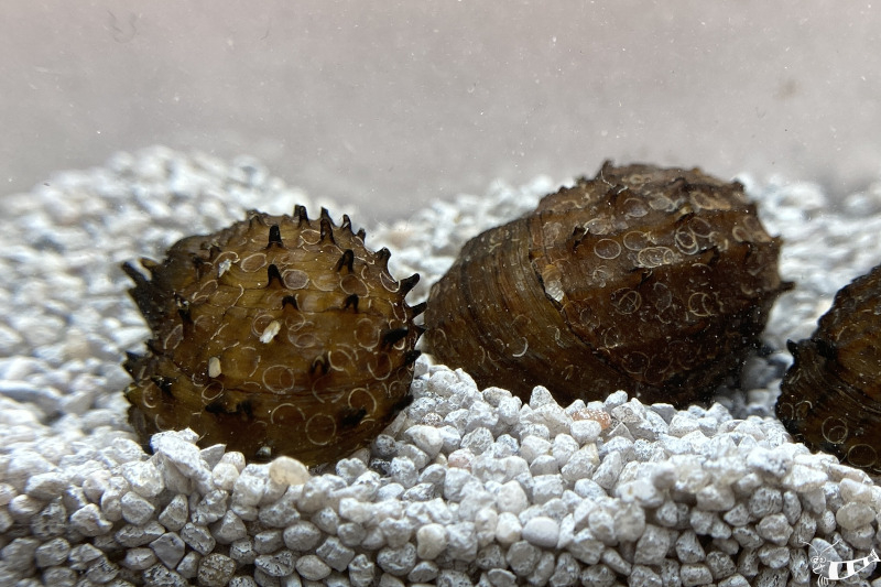 Fruit Snail - stachelige Algenschnecke - Neritona juttingae