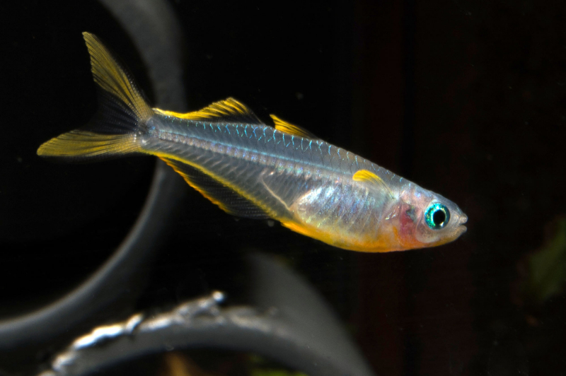 Gabelschwanz Blauauge/Regenbogenfisch - Pseudomugil furcatus