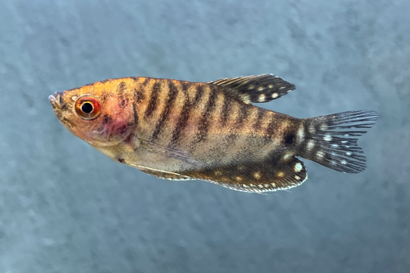 Goldener Fadenfisch – Trichogaster trichopterus