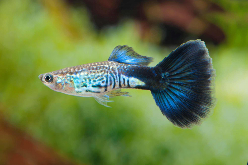 Guppy Blue Cobra - Poecilia reticulata