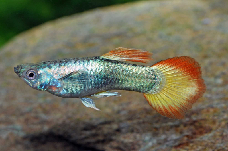 Flame Guppy Männchen im Aquarium