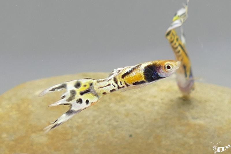Goldener Fadenfisch günstig online kaufen » Trichogaster trichopterus