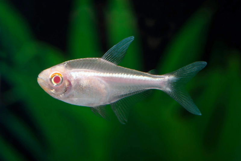 Schwarzer Neon Albino - Hyphessobrycon herbertaxelrodi