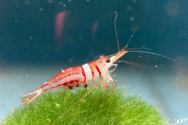 Harlekingarnele - Caridina woltereckae