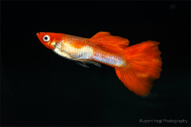 Guppy Koi Kohaku - Poecilia reticulata