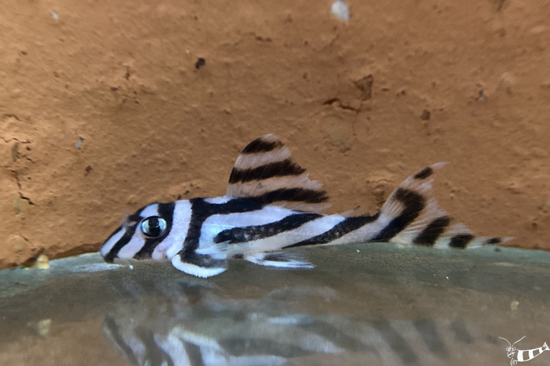 Zebra Harnischwels - L 46 - Hypancistrus zebra