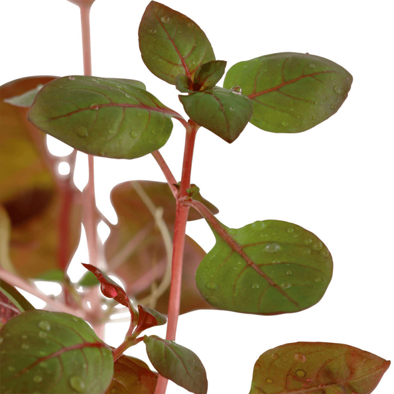 Kleine tiefrote Ludwigie - Ludwigia palustris "Super Red", im Aquarium.