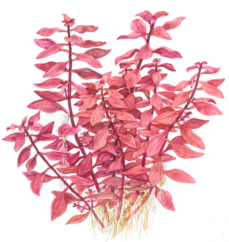 Kleine tiefrote Ludwigie - Ludwigia palustris "Super Red", als Zeichnung.