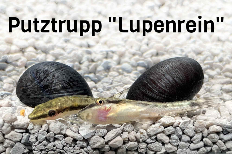 Stahlhelmschnecke und Ohrgitterharnischewels im Aquarium als Putztrupp