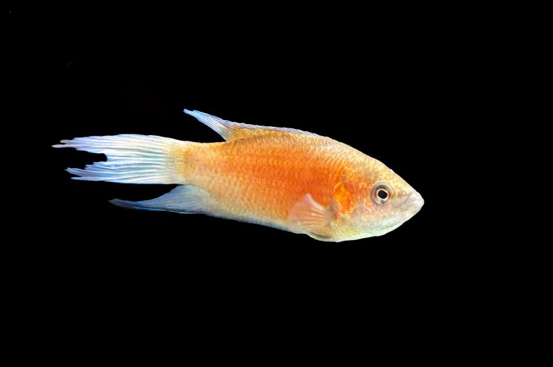 Paradiesfisch Fire and Ice – Macropodus opercularis