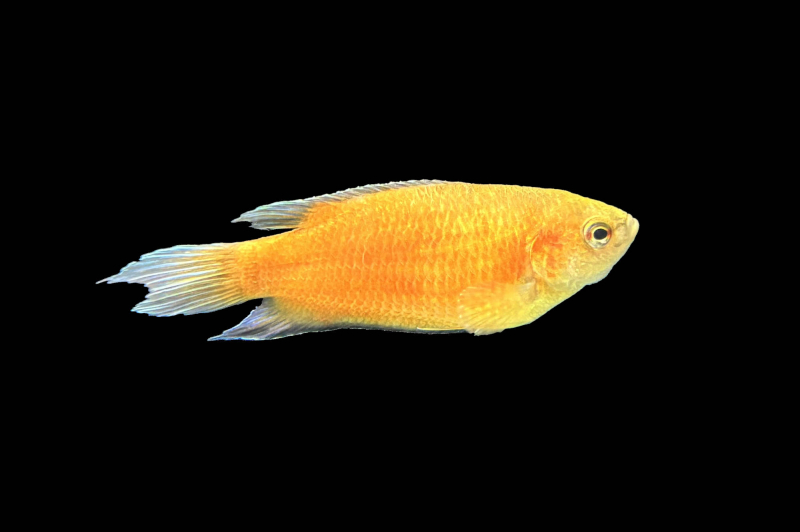 Paradiesfisch Fire and Ice – Macropodus opercularis