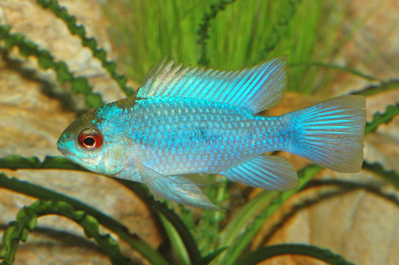 Schmetterlingsbuntbarsch "ELECTRIC BLUE" - Mikrogeophagus ramirezi – PAAR