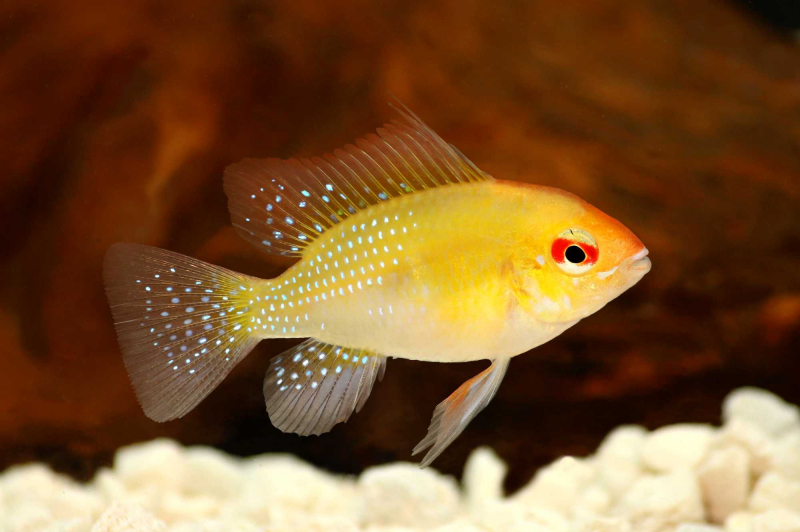 Schmetterlingsbuntbarsch "GOLD" - Mikrogeophagus ramirezi – PAAR