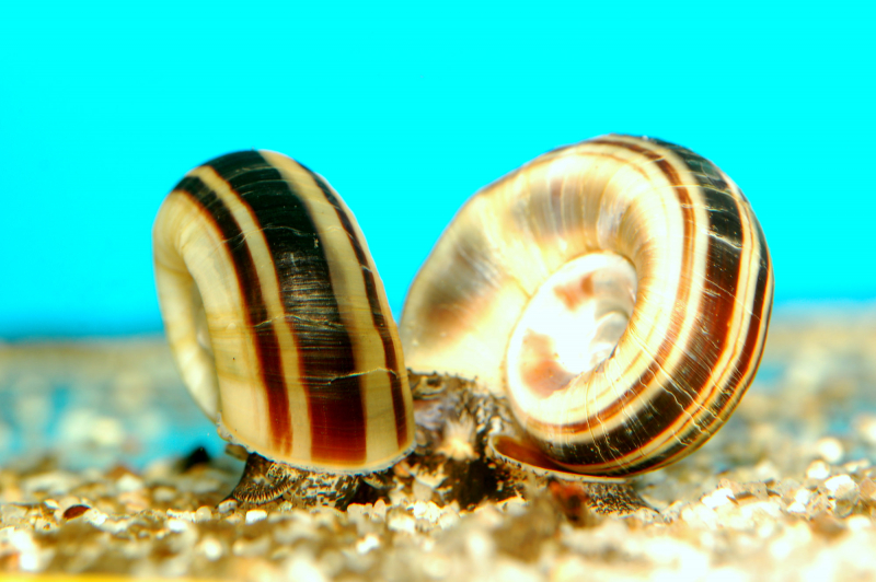 Paradiesschnecke - Marisa cornuarietis